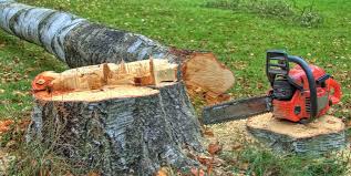 Best Root Management and Removal  in Saddle Rock, NY