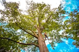 Best Lawn Renovation and Restoration  in Saddle Rock, NY