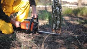 Best Fruit Tree Pruning  in Saddle Rock, NY