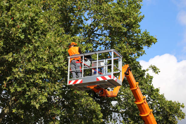 Best Tree Maintenance Programs  in Saddle Rock, NY