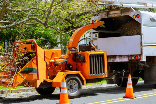 How Our Tree Care Process Works  in  Saddle Rock, NY