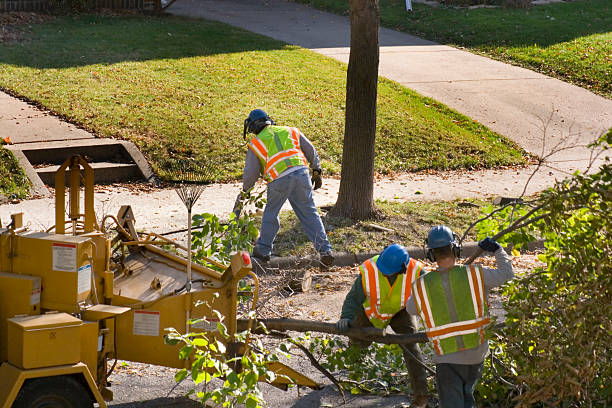 Best Storm Damage Tree Cleanup  in Saddle Rock, NY