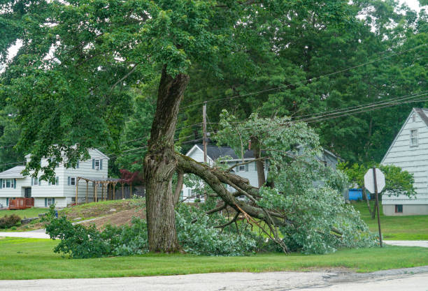 Best Tree Removal  in Saddle Rock, NY